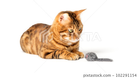 Red domestic cat plays with a toy mouse Red domestic cat plays with a toy mouse 102291154