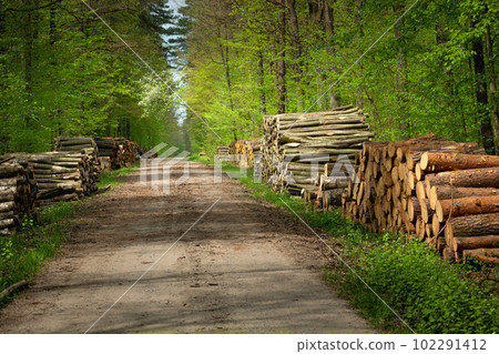 Cut trees by the road in the spring forest Cut trees by the road in the spring forest 102291412
