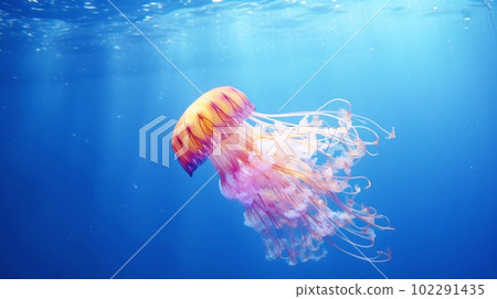 Jellyfish underwater 102291435
