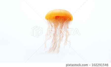 Jellyfish white background Jellyfish white background 102291546