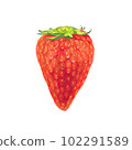 Strawberry drawn by watercolor 102291589