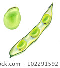 Broad bean fruit and cross section 102291592