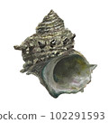 realistic turban shell 102291593