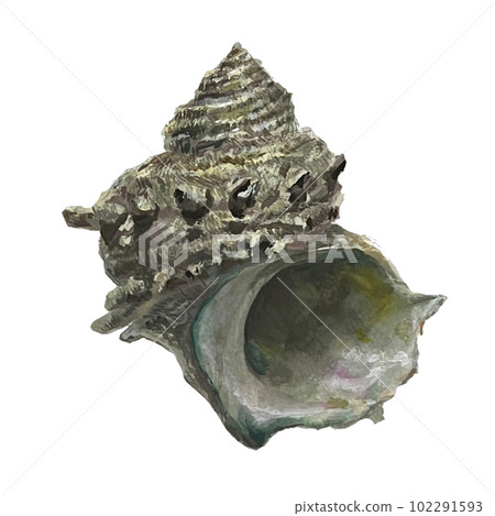 realistic turban shell realistic turban shell 102291593