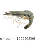 realistic raw shrimp 102291596