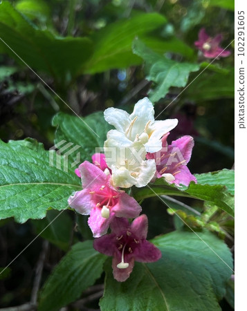 粉紅色和白色的開花樹，雙色開花植物，樹上的花 102291605