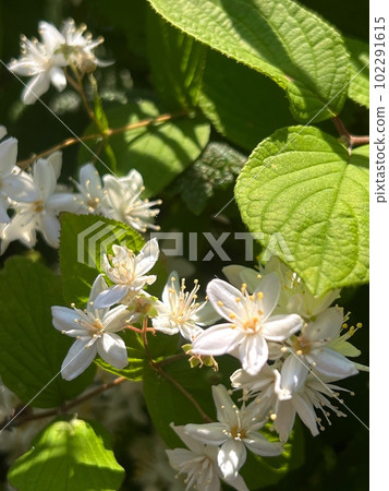 Small white flowered tree, five-petaled small white flowered tree, white small flowers in full bloom Small white flowered tree, five-petaled small white flowered tree, white small flowers in full bloom 102291615