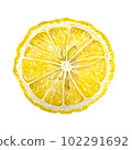Cross section of yuzu 102291692