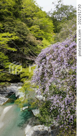 Kazura Bridge and Mountain Wisteria in Iya [Nishi-Iya, Miyoshi City, Tokushima Prefecture] 102291730