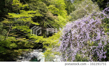 Kazura Bridge and Mountain Wisteria in Iya [Nishi-Iya, Miyoshi City, Tokushima Prefecture] 2 102291731
