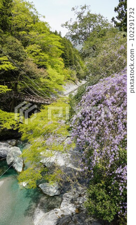 Kazura Bridge and Mountain Wisteria in Iya [Nishi-Iya, Miyoshi City, Tokushima Prefecture] 3 102291732