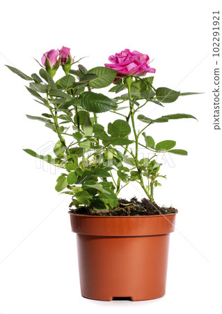 Indoor rose bush in a pot on a white background Indoor rose bush in a pot on a white background 102291921