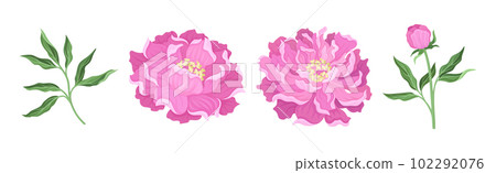 Pink Peony Flower Bud on Green Stems with Leaves Vector Set 102292076