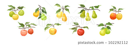 Ripe Apple and Pear Fruit Branch with Green Leaf on Stem Vector Set Ripe Apple and Pear Fruit Branch with Green Leaf on Stem Vector Set 102292112