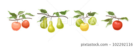 Ripe Apple and Pear Fruit Branch with Green Leaf on Stem Vector Set 102292116