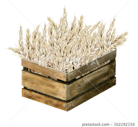 Watercolor wooden basket full of wheat illustration. Ripe golden wheat in brown crate or box. Shavuot harvest 102292150