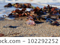 Dead jellyfish on the coast of the Baltic Sea in Kaliningrad. Close-up, blurred background. 102292252