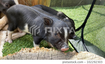 可愛的小豬 102292303