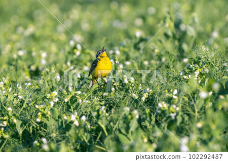 Wild Western Yellow Wagtail sits on a field of flowering peas and sings Wild Western Yellow Wagtail sits on a field of flowering peas and sings 102292487