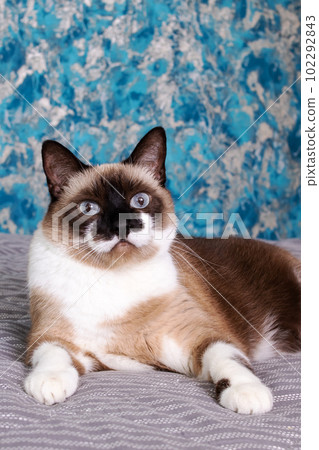 Siamese cat with blue eyes closeup portrait 102292843