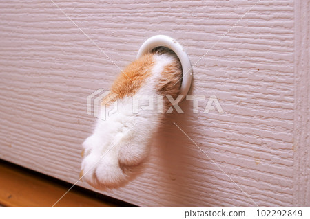 Cat pulls out its paw from behind door Cat pulls out its paw from behind door 102292849