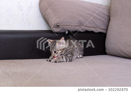 Little Grey Kitten Playing with Toy Mouse 102292870