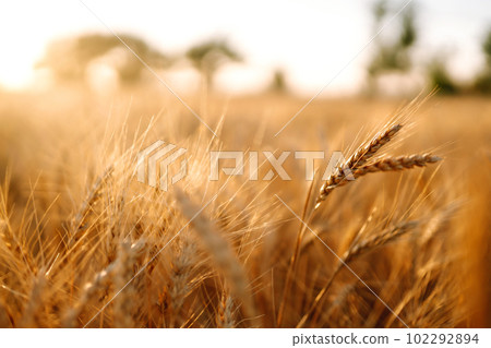Sunset wheat golden field in the evening. Growth nature harvest. Agriculture farm. Sunset wheat golden field in the evening. Growth nature harvest. Agriculture farm. 102292894