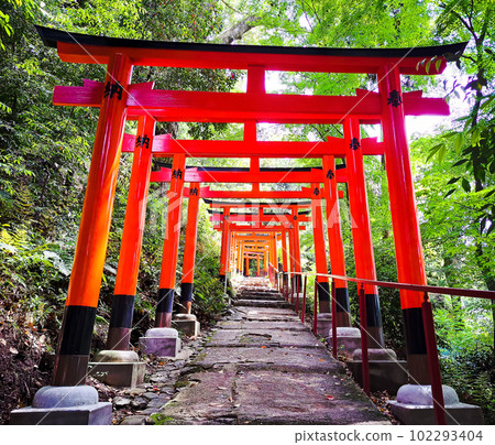Kyoto Futaba Hime Inari Shrine Torii Gate 01 102293404