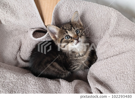 Small tabby kitten 102293480