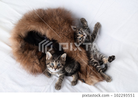 Curious tabby kittens Curious tabby kittens 102293551