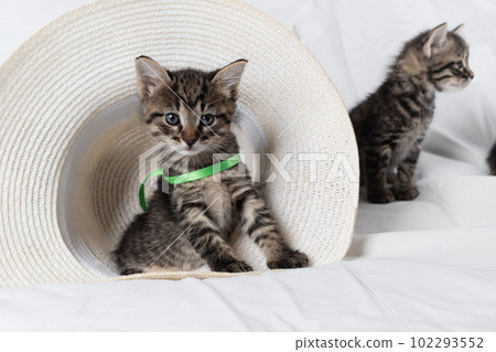 Tabby kitten sitting Tabby kitten sitting 102293552