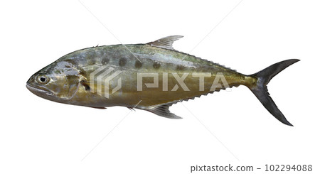 Freshness Talang queenfish isolated on white. Freshness Talang queenfish isolated on white. 102294088