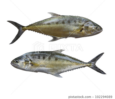 Freshness Talang queenfish isolated on white. 102294089