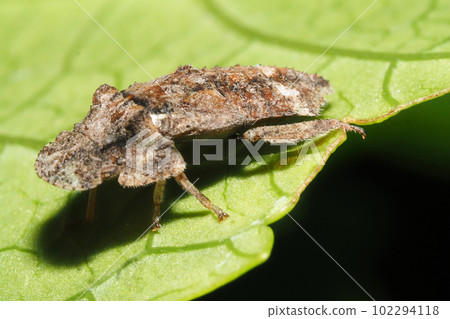 Caterpillar larva (insect) Caterpillar larva (insect) 102294118