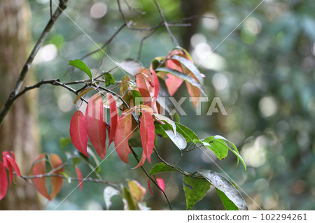 A tree in the forest that can be used to make medicine and cook in local Thailand. A tree in the forest that can be used to make medicine and cook in local Thailand. 102294261