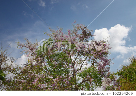Tabaak flowers of Lagerstroemia floribunda Jack tree are blooming in the summer of every year in Thailand. Tabaak flowers of Lagerstroemia floribunda Jack tree are blooming in the summer of every year in Thailand. 102294269