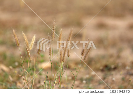 Blooming grass and the evening light of the sunset. Blooming grass and the evening light of the sunset. 102294270