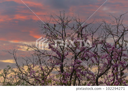 Tabaak flowers of Lagerstroemia floribunda Jack tree are blooming in the summer of every year in Thailand. 102294271