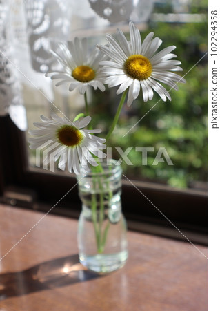 Marguerite flowers by the window in the morning sun 102294358