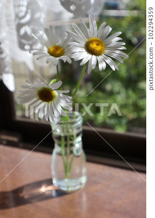 Marguerite flowers by the window in the morning sun 102294359