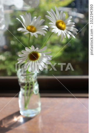 Marguerite flowers by the window in the morning sun 102294360