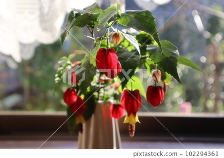 Abutilon tyrolean lamp flowers in the bay window in the morning sun 102294361