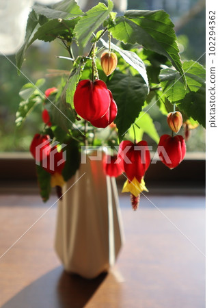 Abutilon tyrolean lamp flowers in the bay window in the morning sun 102294362