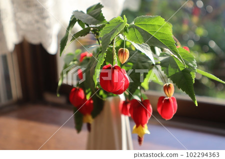 Abutilon Tyrolean lamp flowers on the windowsill in the morning sun 102294363