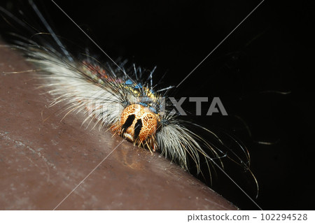 Gypsy moth larva (caterpillar) 102294528