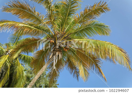 Tropical paradise, idyllic caribbean palm trees in Punta Cana, Dominican Republi 102294607