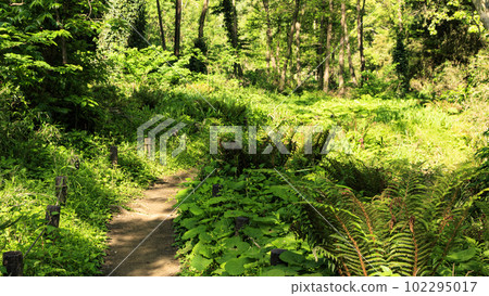 Koajiro Forest, Miura City, Kanagawa Prefecture (spring/early summer) Koajiro Forest, Miura City, Kanagawa Prefecture (spring/early summer) 102295017