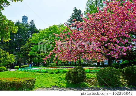 Wakaba Moyuru Mori no Miyako Sendai Kotodai Park Yaezakura Wakaba Moyuru Mori no Miyako Sendai Kotodai Park Yaezakura 102295042