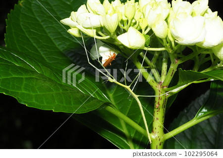 Stick Insects 102295064