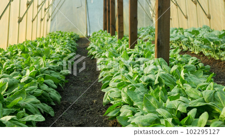 Spinach greenhouse folio harvest Spinacia oleracea rows fresh seedlings growing fresh farm in field plant farming. Young leaves leaf leafy green in rows, agriculture Czech bio organic closeup Europe Spinach greenhouse folio harvest Spinacia oleracea rows fresh seedlings growing fresh farm in field plant farming. Young leaves leaf leafy green in rows, agriculture Czech bio organic closeup Europe 102295127